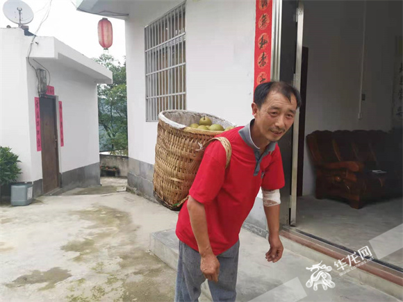 蔡政剛采摘一背簍豐水梨背回家。華龍網(wǎng)—新重慶客戶端 冉長軍 攝