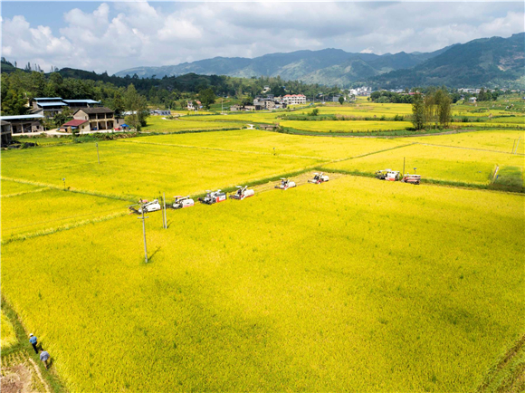 金燦燦的稻田美如畫(huà)卷。通訊員 陳小婭 洪琳 姜涵玲 供圖